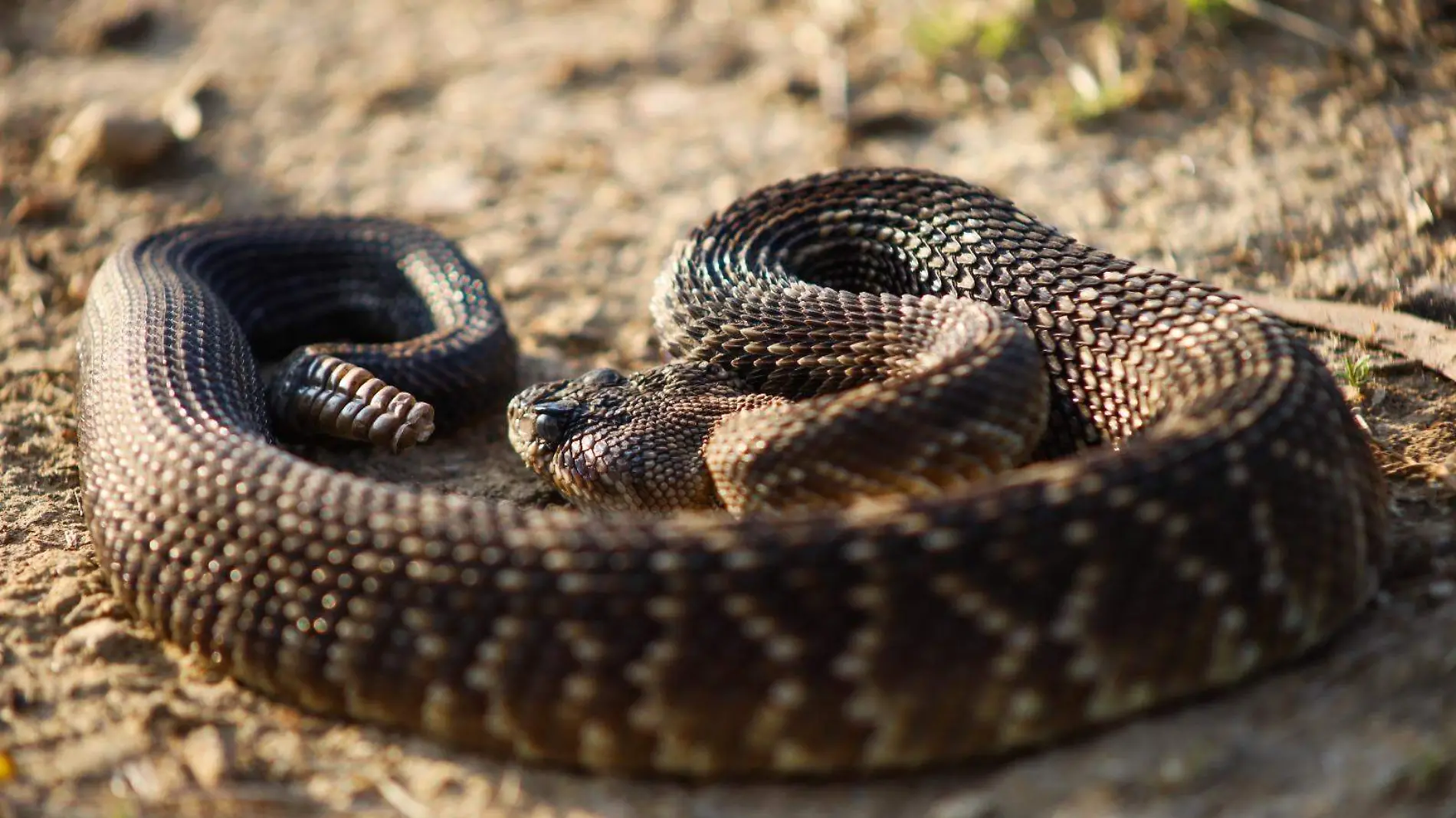 reptiles La Malinche (2)